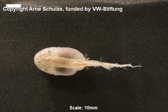 Sorry, no picture available